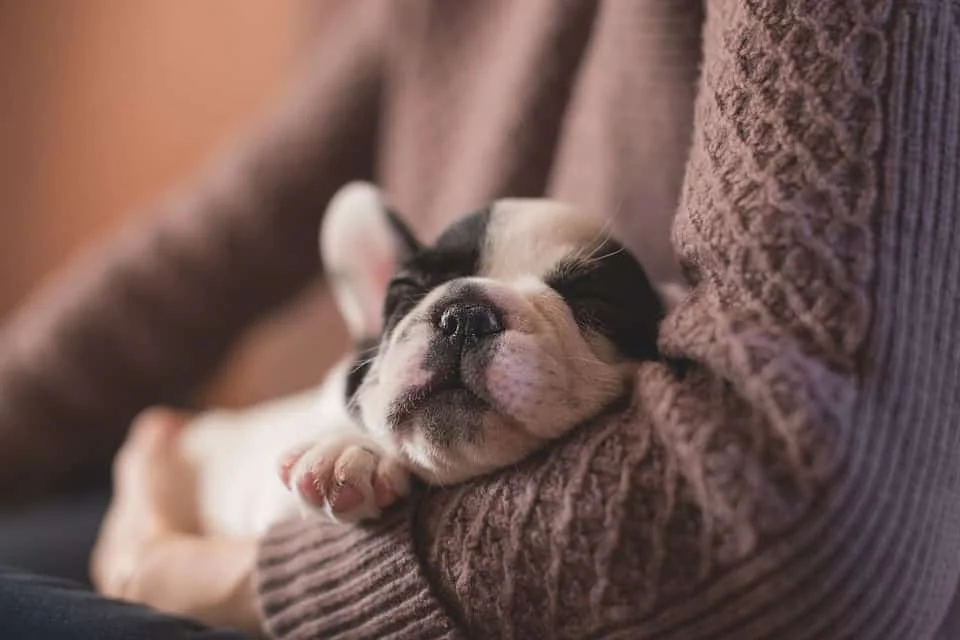 caring for your puppy