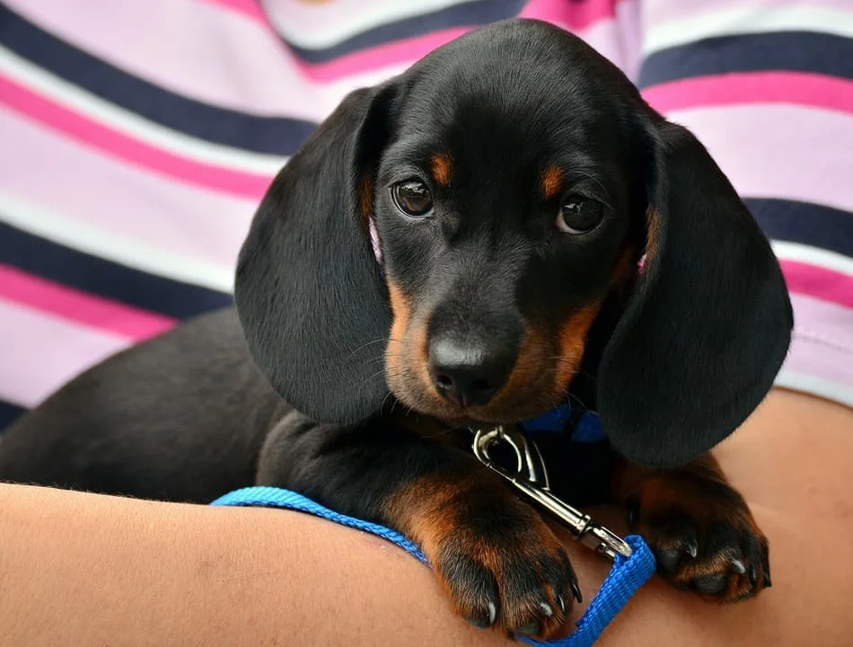 causes of stress in dogs