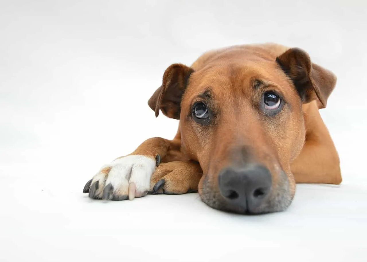 Most Common Food Allergies in Dogs and What to Do About It