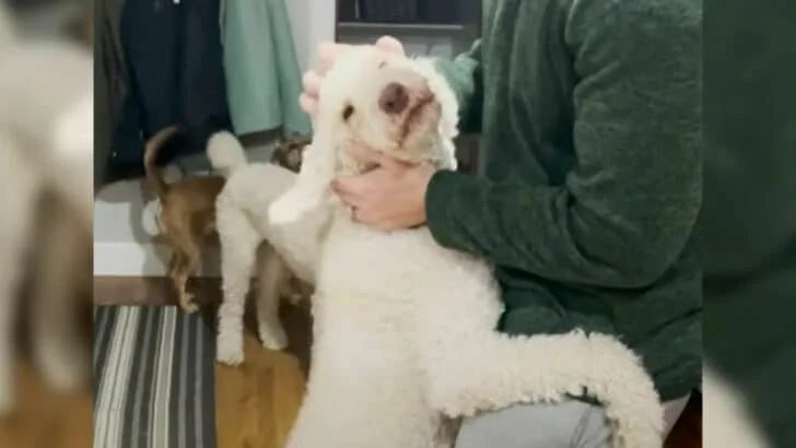 Poodle saved