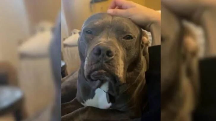 Old-Looking-Dog-Overlooked-At-Shelter-For-Months-Because-He-Looks-Mean-To-People