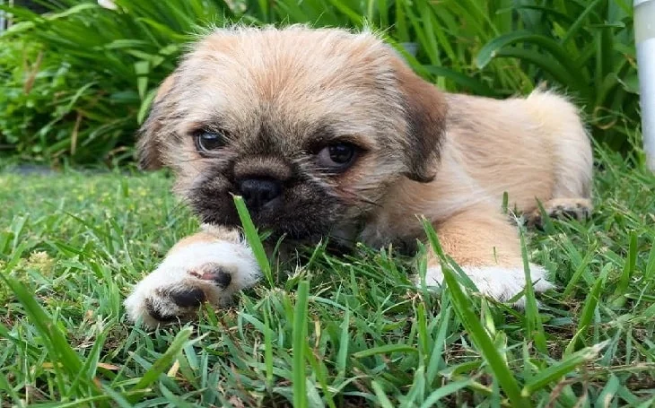 Pug-zu-puppy