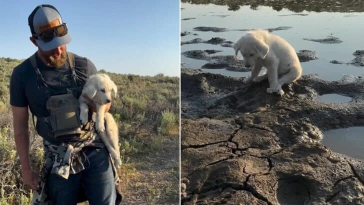 Puppy found on hike