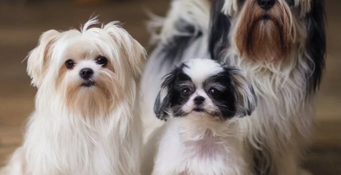 Meet 12 Small Fluffy Dogs: Adorable Breeds to Bring Home