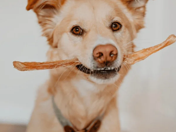 are beef tendons safe for dogs?