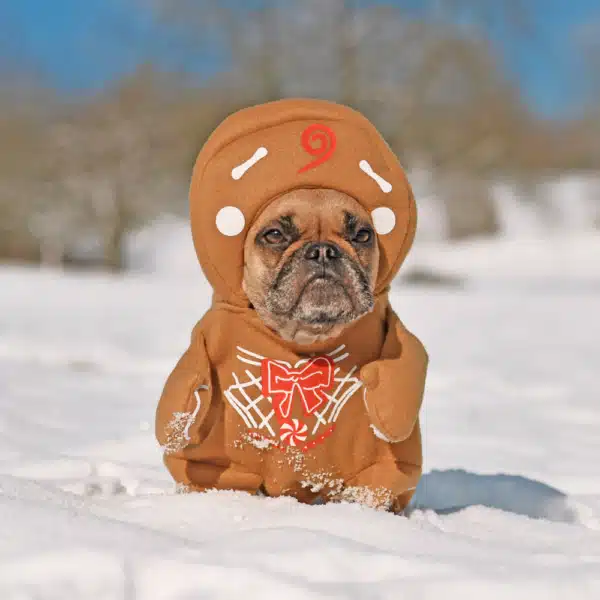 can dogs eat gingerbread?
