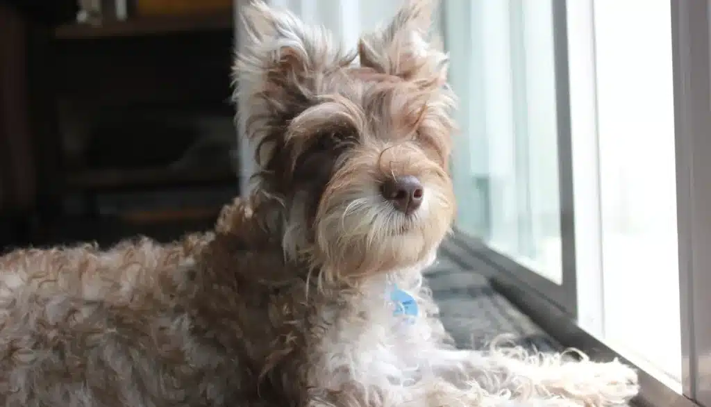 chizer dog breed