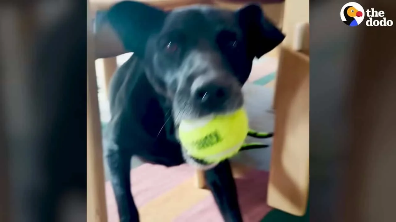 The Happiest Dog