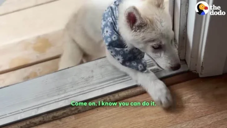 Paralyzed Puppy