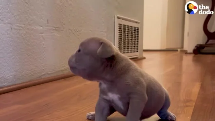 Feisty California Puppy