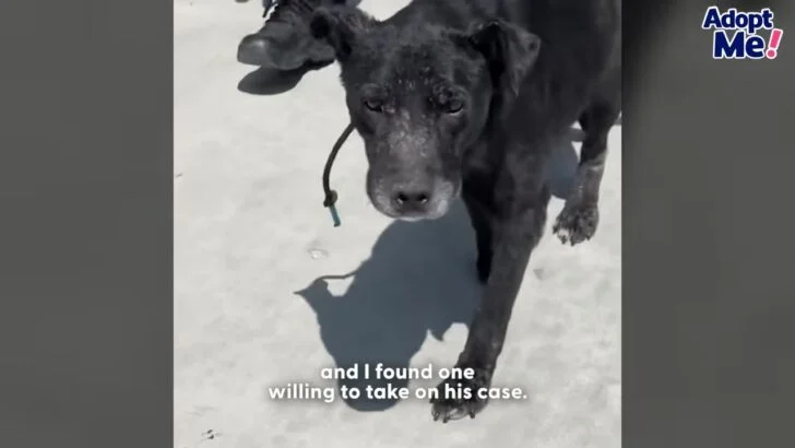 Texas Dog Was Emaciated