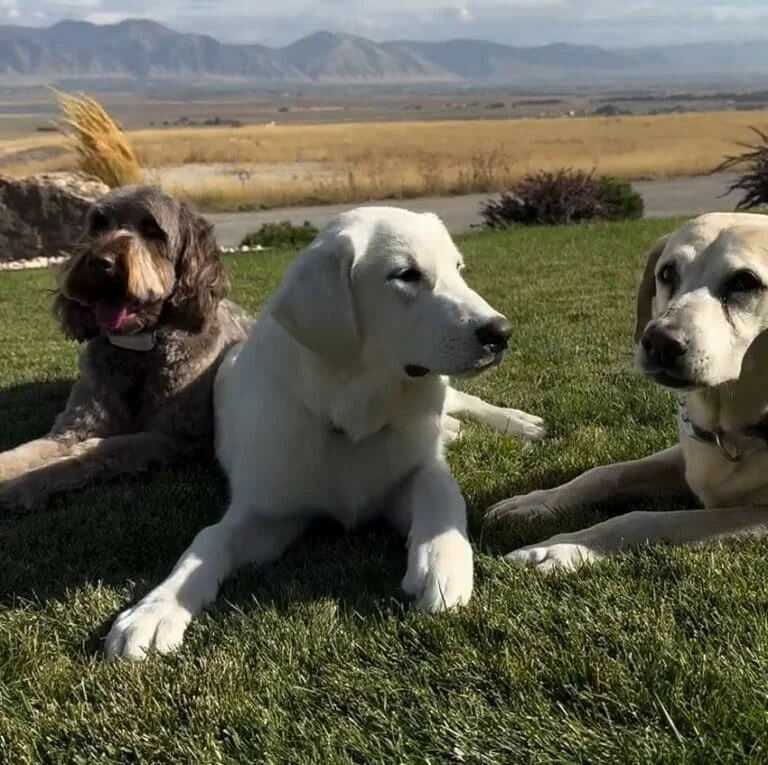Three dogs laying down