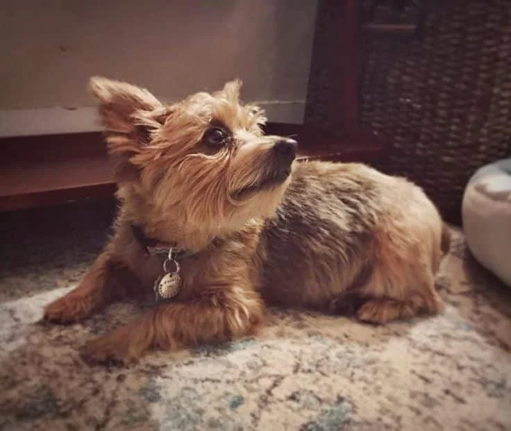 yorwich