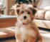 14 Most Adorable Small Dog Breeds You Need to Meet