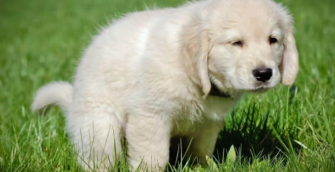 Does Almond Milk for Dog Constipation Work?