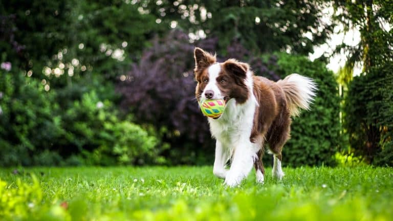 The Compelling Reasons Why Dog Training Makes Life Better