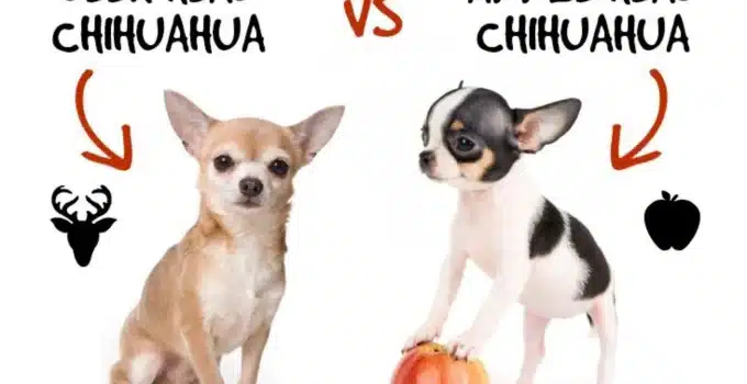 Apple Head Chihuahua vs Deer Head: What’s the Difference?