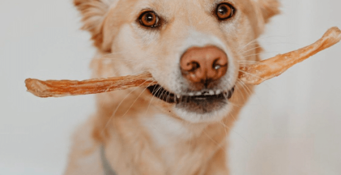 Are Beef Tendons Safe For Dogs?