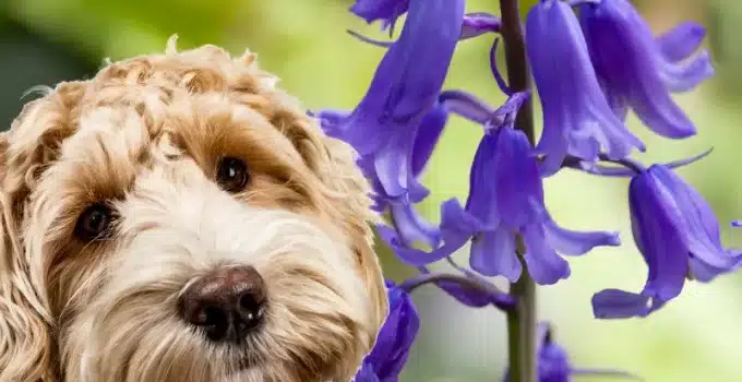 Are Bluebells Poisonous To Dogs?