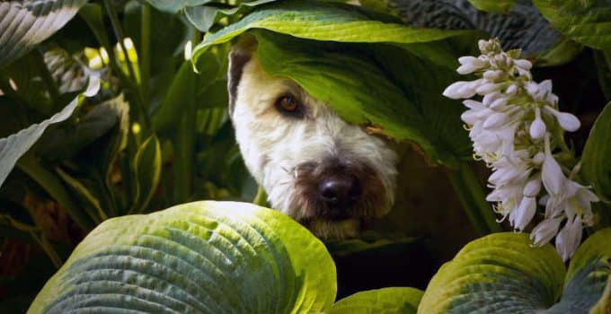 Are Crotons Toxic to Dogs? Unveiling the Truth About This Vibrant Houseplant