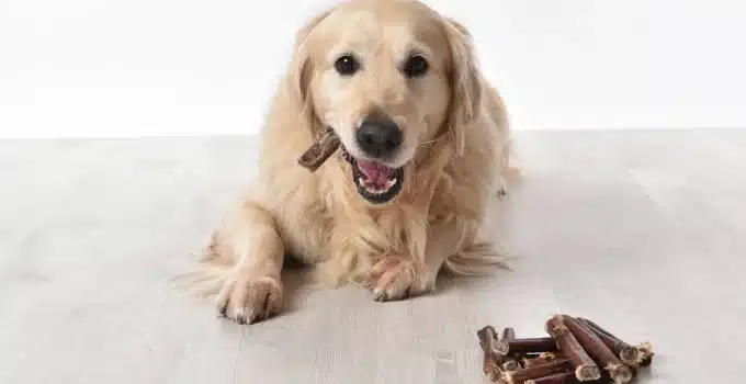 Are Dentastix Safe for Dogs?