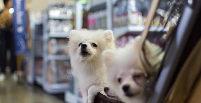 Are Dogs Allowed in Sam’s Club? From Service Dogs to Fur Babies: What You Need to Know!