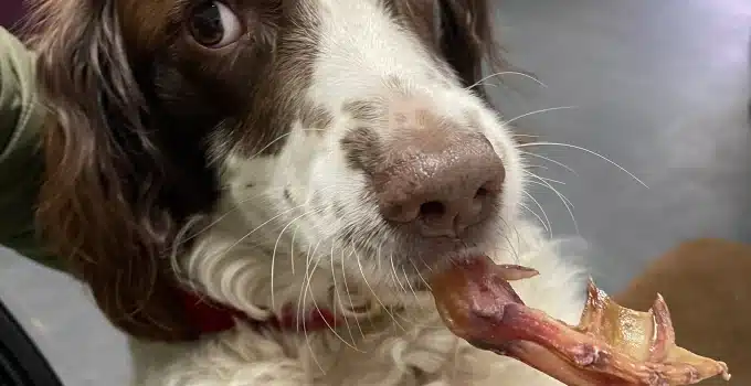 Are Duck Feet Safe for Dogs?