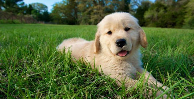 Are Earwigs Poisonous to Dogs?