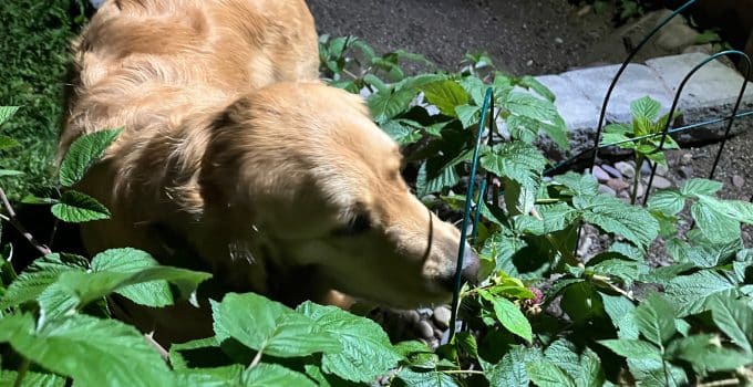 Are Snowberries Poisonous to Dogs?