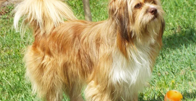 Auss Tzu: Discovering the Joy and Versatility of This Endearing Designer Dog