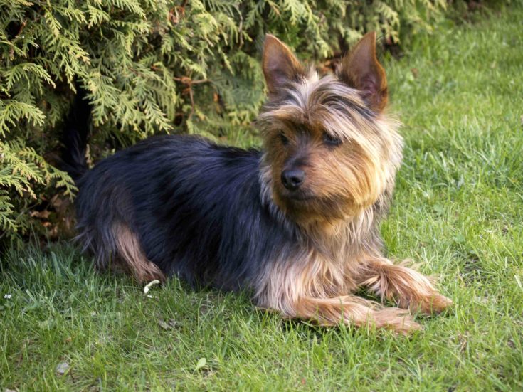 australian-yorkshire-terrier