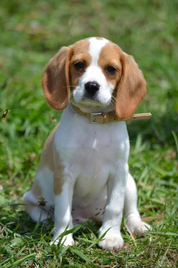 beagle x cavalier king charles