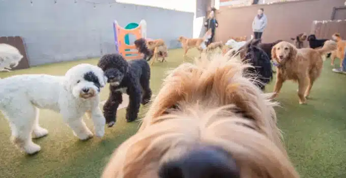 7 Benefits of Dog Daycare: More than Just a Play Date!