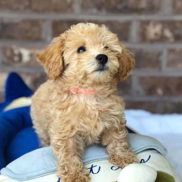 bolognese poodle mix