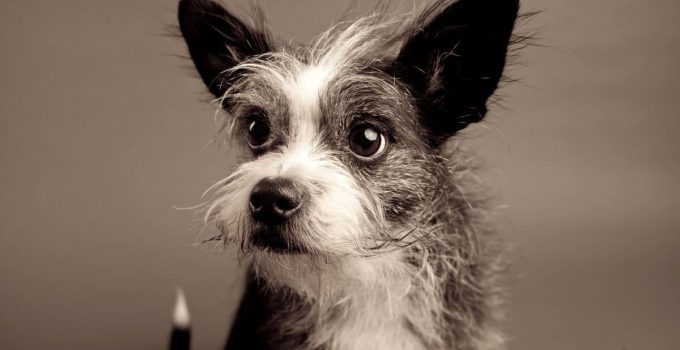 Boston Yorkie: Everything You Need to Know About This Lovable Breed