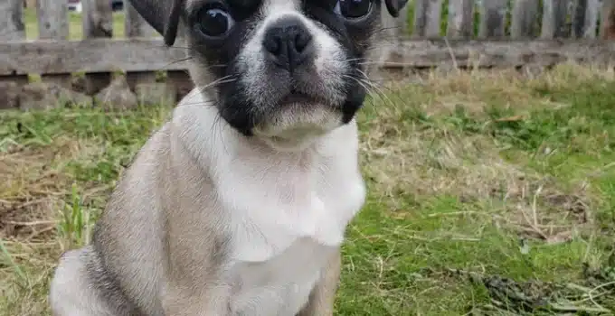 Bugg Dog Basics: Your Ultimate Guide to This Adorable Hybrid Breed