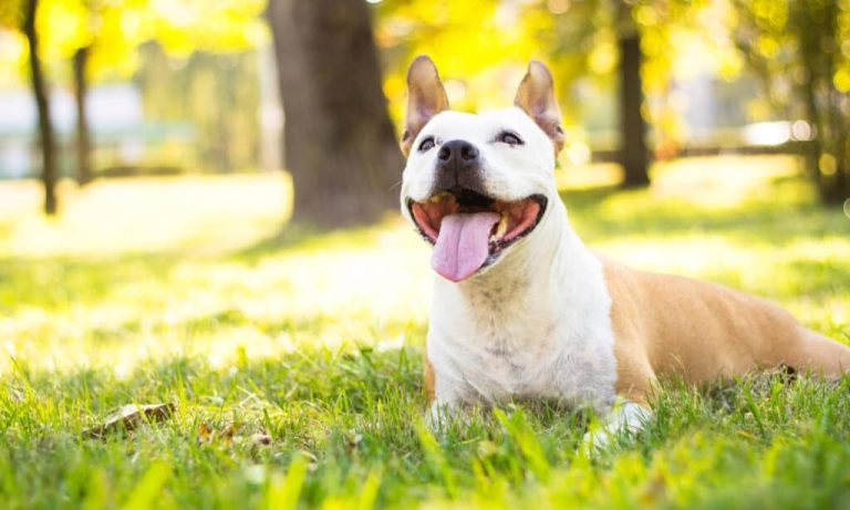 Can dogs eat buckwheat?