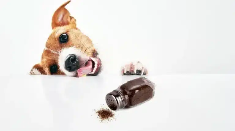 can dogs eat black pepper