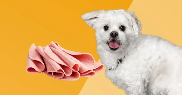 can dogs eat bologna