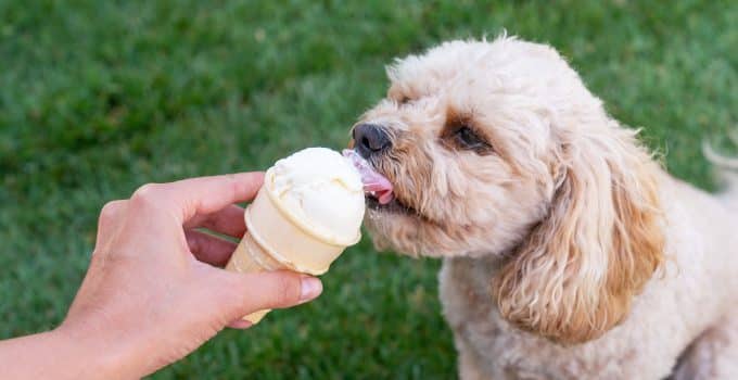 Can Dogs Eat Butter Pecan Ice Cream?