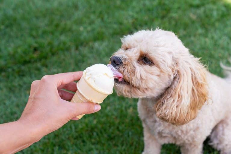 can-dogs-eat-ice-cream-safely