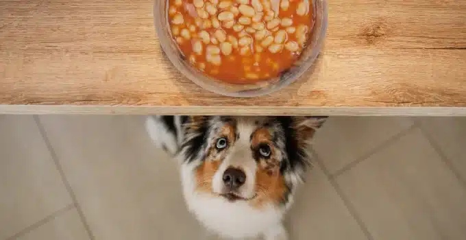 Can Dogs Eat Canned Chili? Digging Deeper into the Ingredients