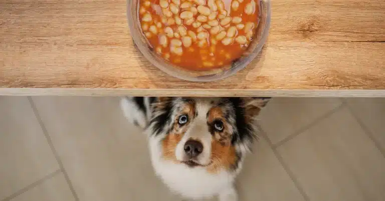 can-dogs-eat-kidney-beans