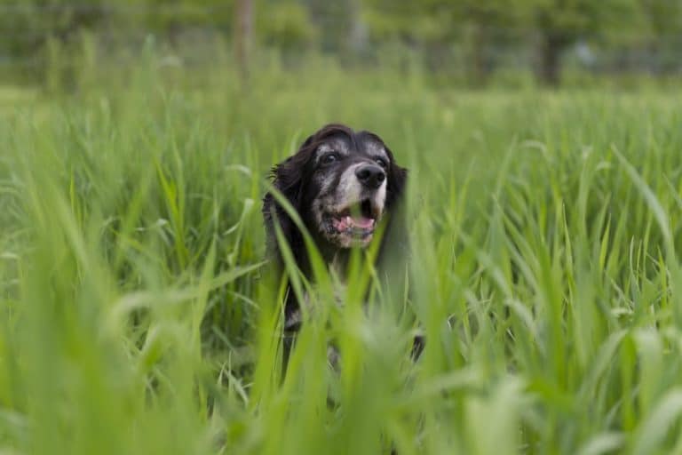 can dogs eat lemongrass?