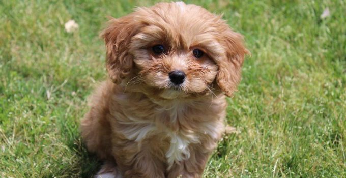 Cavachon: Why This Breed Could Be Your Perfect Match