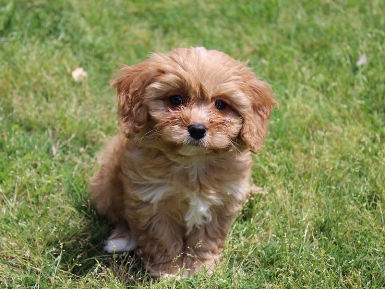 cavachon breed