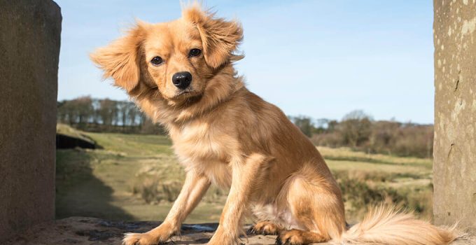 Cavapom Love: Discovering the Joy of Owning This Designer Breed