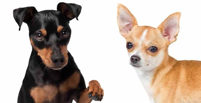 Chihuahua vs Min Pin: Which is the Right Dog for You?