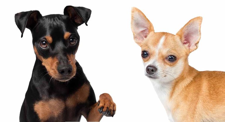 chihuahua vs min pin