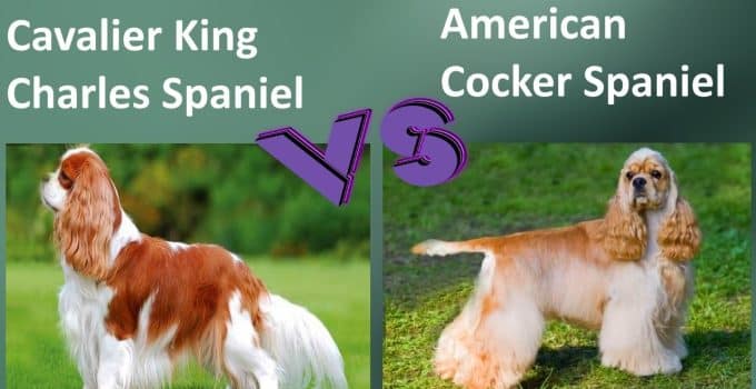 American Cocker Spaniel vs Cavalier King Charles Spaniel